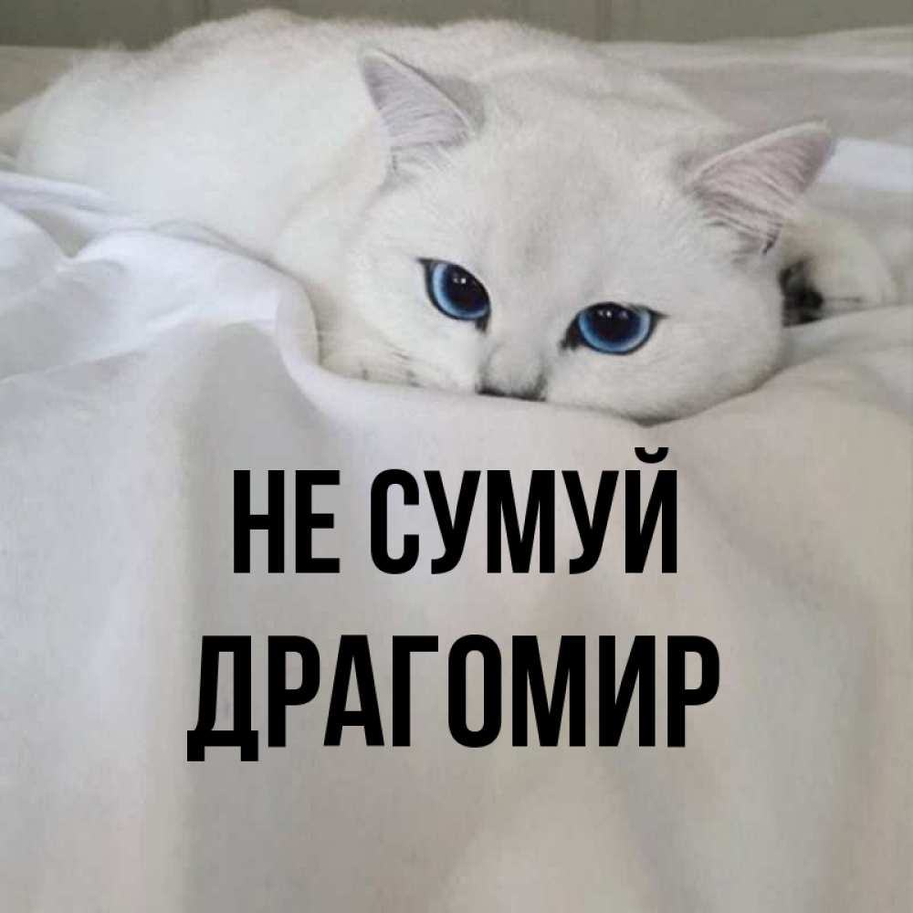 Открытка на каждый день з підписом, Драгомир Не сумуй Голубоглазая кошка Прикольна листівка з побажанням онлайн скачати безкоштовно 