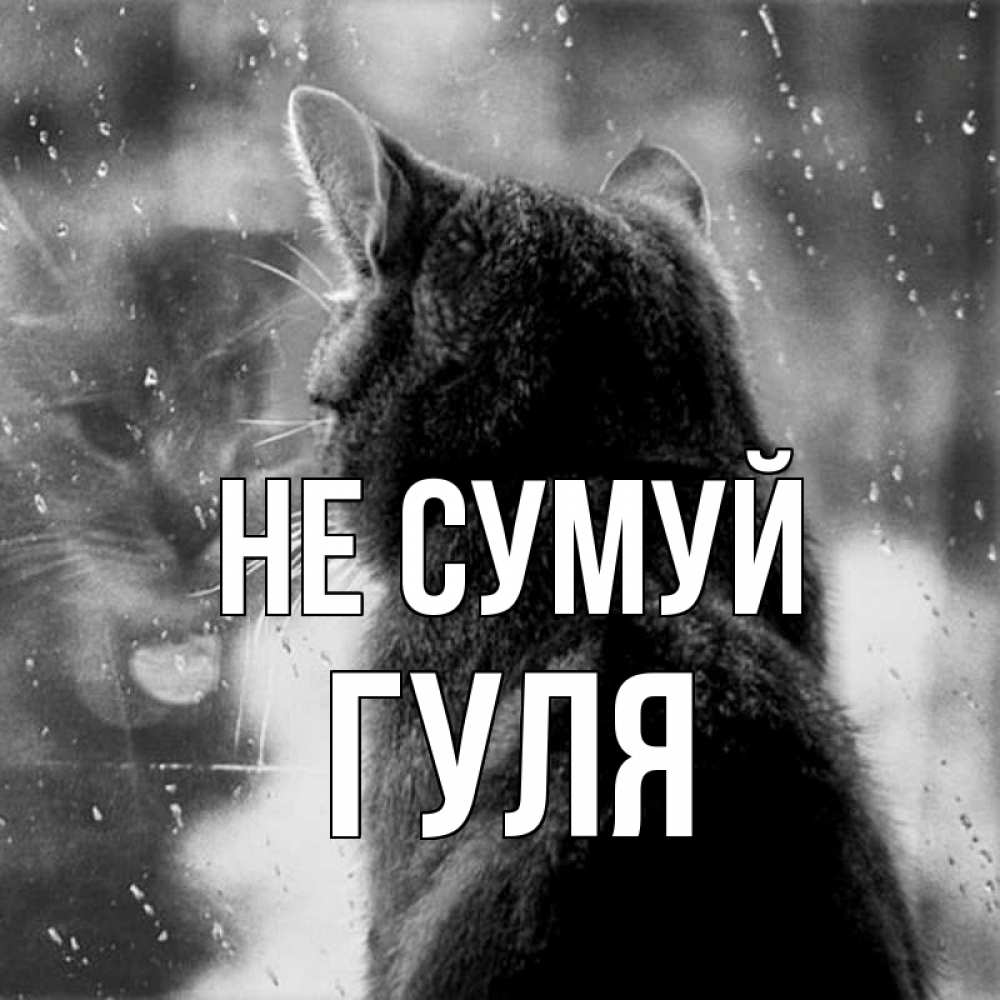 Открытка на каждый день з підписом, Гуля Не сумуй отражение кота 1 Прикольна листівка з побажанням онлайн скачати безкоштовно 