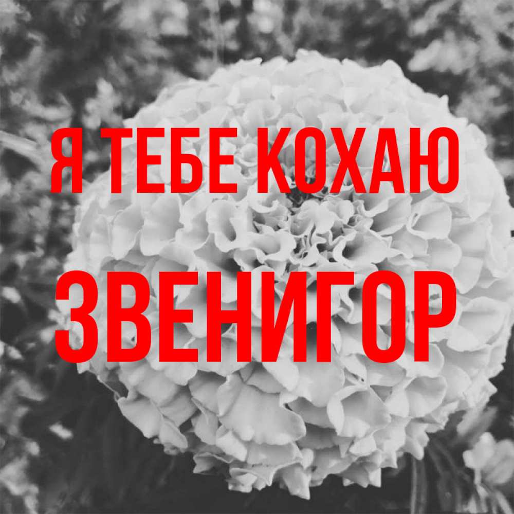 Открытка на каждый день з підписом, Звенигор Я тебе кохаю подпись Прикольна листівка з побажанням онлайн скачати безкоштовно 