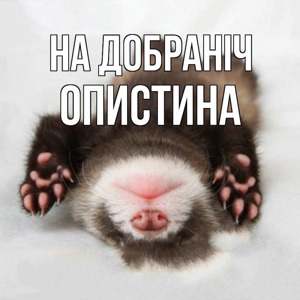 Открытка на каждый день з підписом, Опистина На добраніч зверек Прикольна листівка з побажанням онлайн скачати безкоштовно 