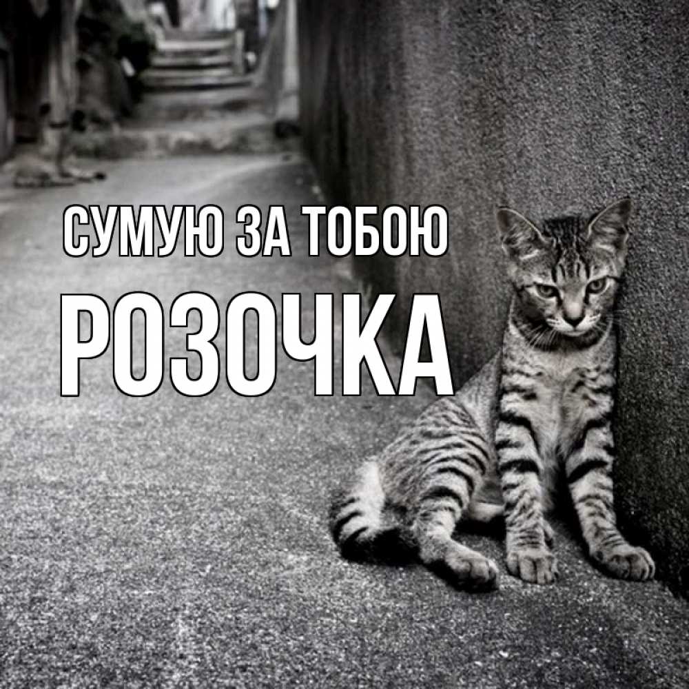 Открытка на каждый день з підписом, Розочка Сумую за тобою одиноко котику Прикольна листівка з побажанням онлайн скачати безкоштовно 