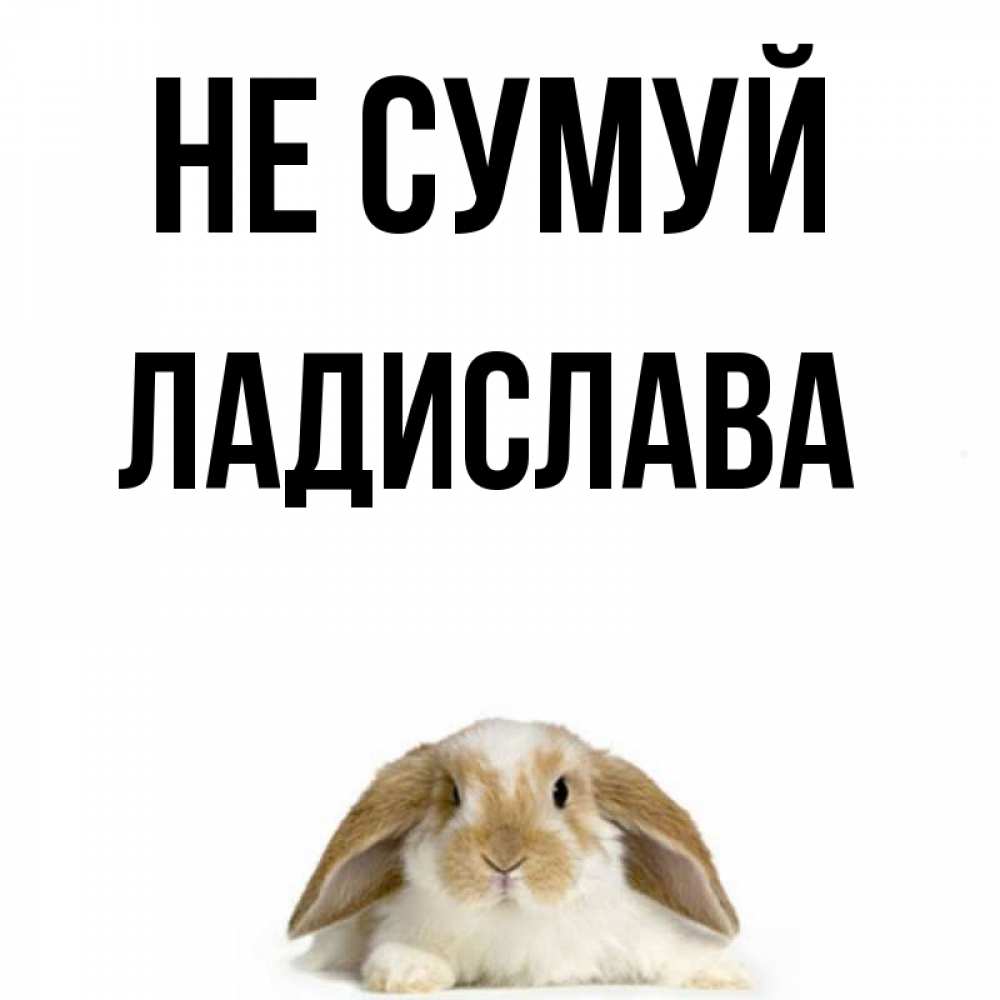 Открытка на каждый день з підписом, Ладислава Не сумуй коричнево белый заяц с большими ушками Прикольна листівка з побажанням онлайн скачати безкоштовно 