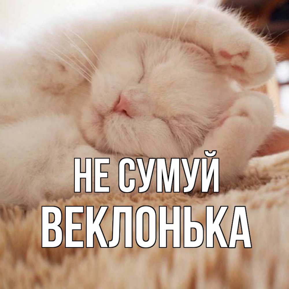 Открытка на каждый день з підписом, Веклонька Не сумуй белый кот Прикольна листівка з побажанням онлайн скачати безкоштовно 