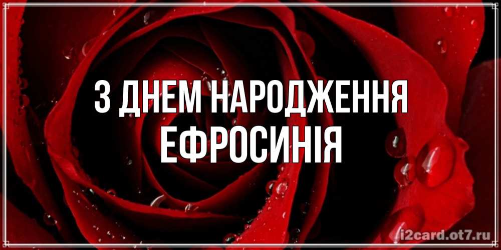 Открытка на каждый день з підписом, Ефросинія З Днем народження крупная бордовая роза Прикольна листівка з побажанням онлайн скачати безкоштовно 