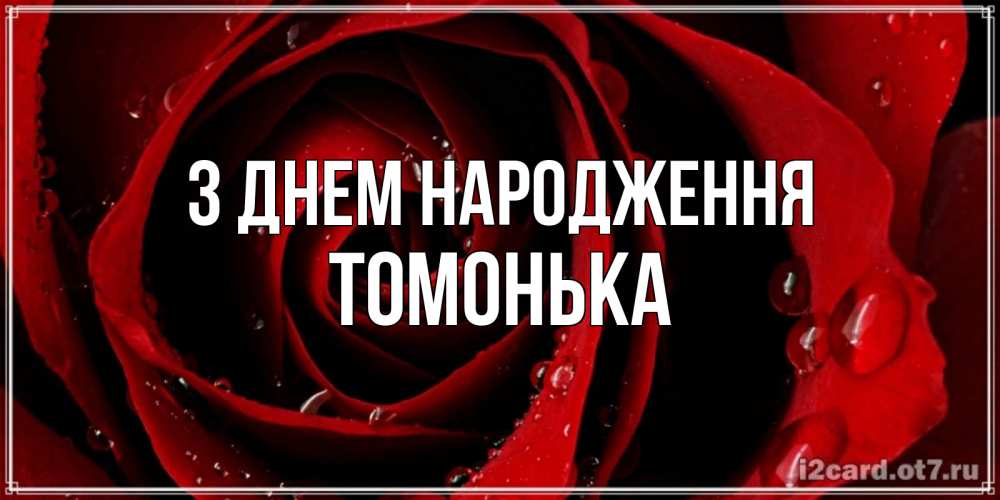 Открытка на каждый день з підписом, Томонька З Днем народження крупная бордовая роза Прикольна листівка з побажанням онлайн скачати безкоштовно 
