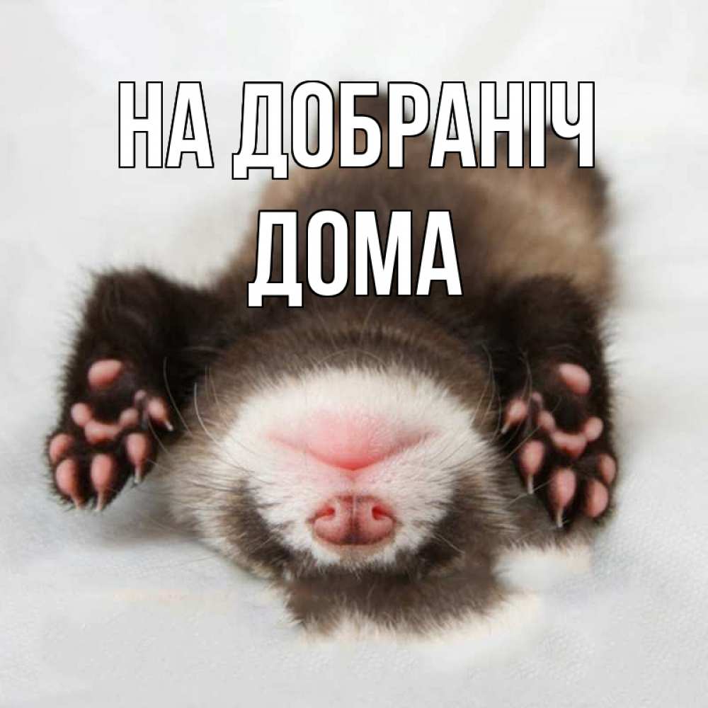 Открытка на каждый день з підписом, Дома На добраніч зверек Прикольна листівка з побажанням онлайн скачати безкоштовно 