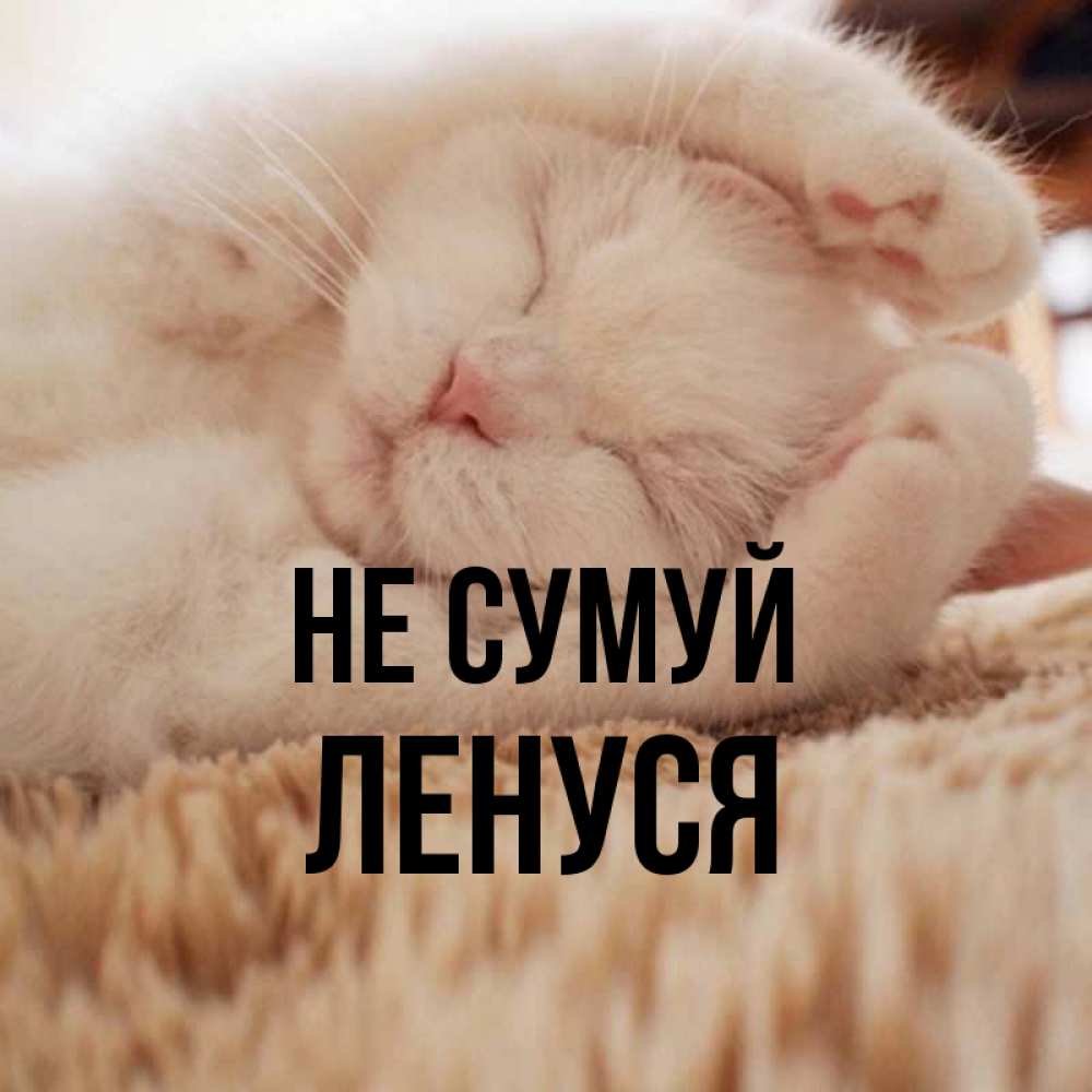 Открытка на каждый день з підписом, Ленуся Не сумуй Котенок спит Прикольна листівка з побажанням онлайн скачати безкоштовно 