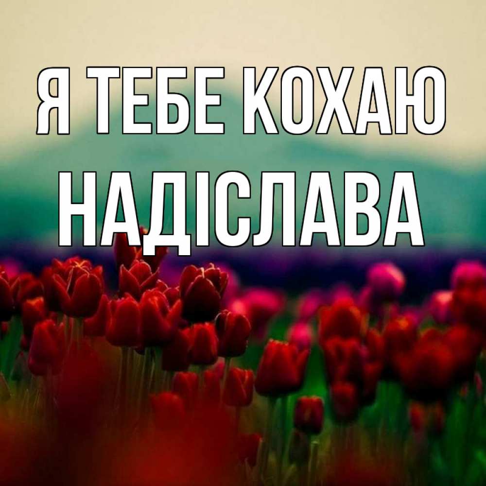Открытка на каждый день з підписом, Надіслава Я тебе кохаю тюльпаны 4 Прикольна листівка з побажанням онлайн скачати безкоштовно 