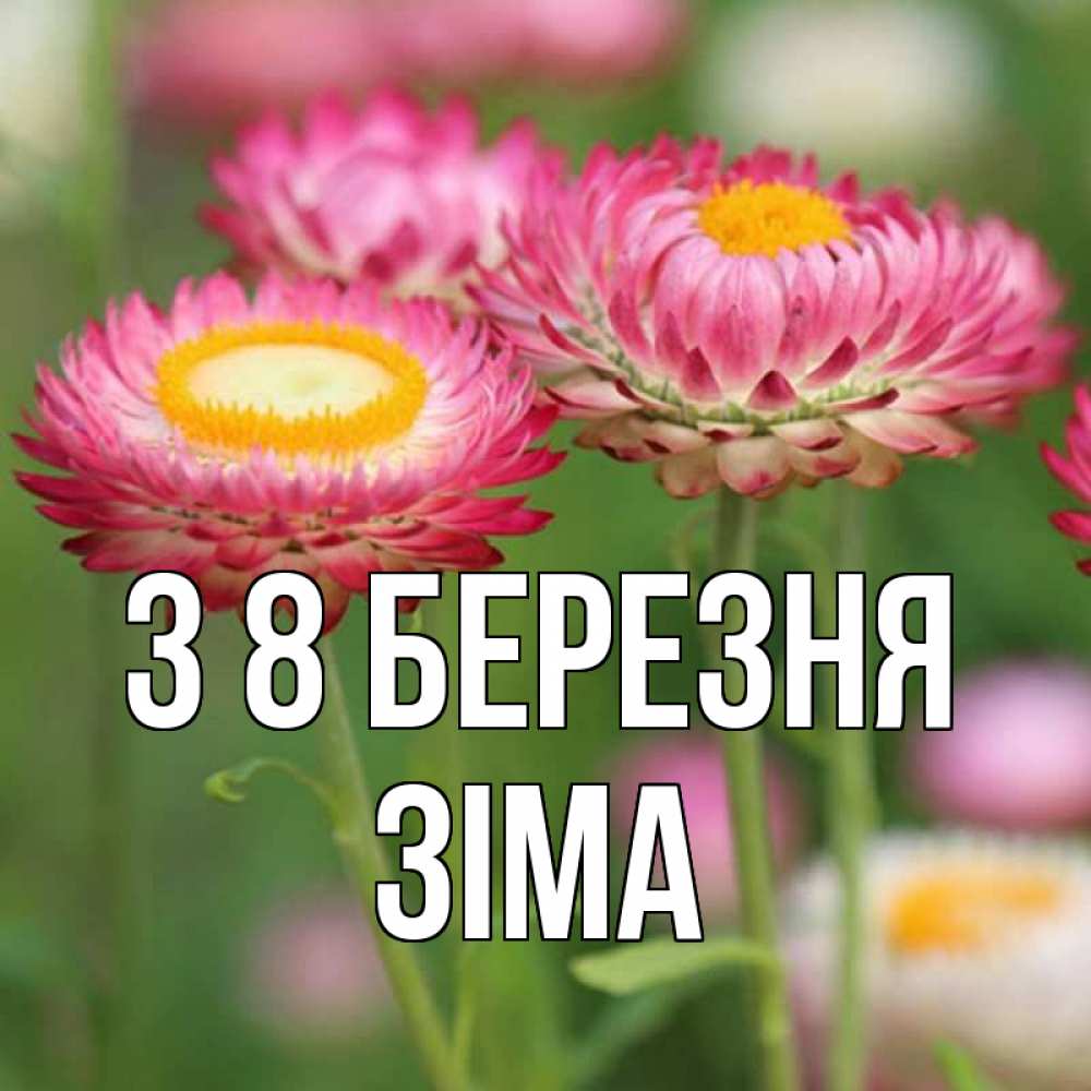 Открытка на каждый день з підписом, Зіма З 8 БЕРЕЗНЯ подарок на международный женский день Прикольна листівка з побажанням онлайн скачати безкоштовно 