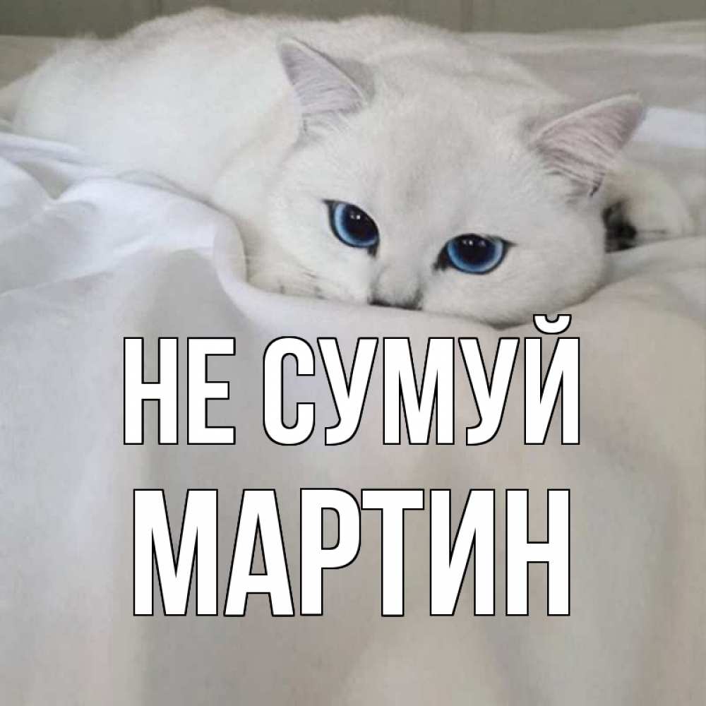Открытка на каждый день з підписом, Мартин Не сумуй белый кот с голубыми глазами на белоснежной кровати Прикольна листівка з побажанням онлайн скачати безкоштовно 