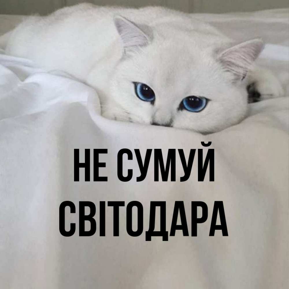 Открытка на каждый день з підписом, Світодара Не сумуй Голубоглазая кошка Прикольна листівка з побажанням онлайн скачати безкоштовно 