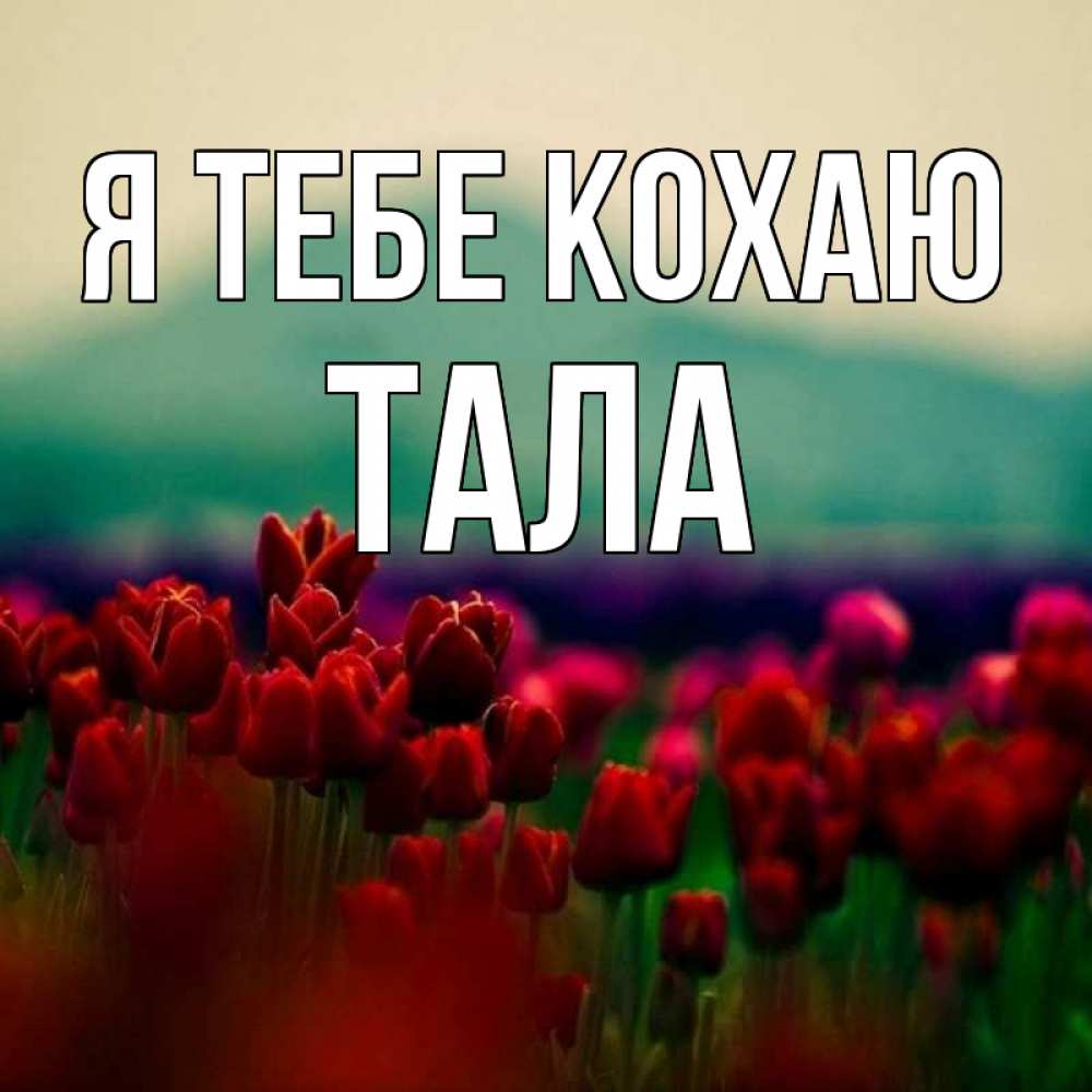 Открытка на каждый день з підписом, Тала Я тебе кохаю тюльпаны 4 Прикольна листівка з побажанням онлайн скачати безкоштовно 
