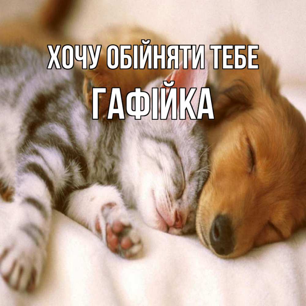 Открытка на каждый день з підписом, Гафійка Хочу обійняти тебе пес и котенок Прикольна листівка з побажанням онлайн скачати безкоштовно 