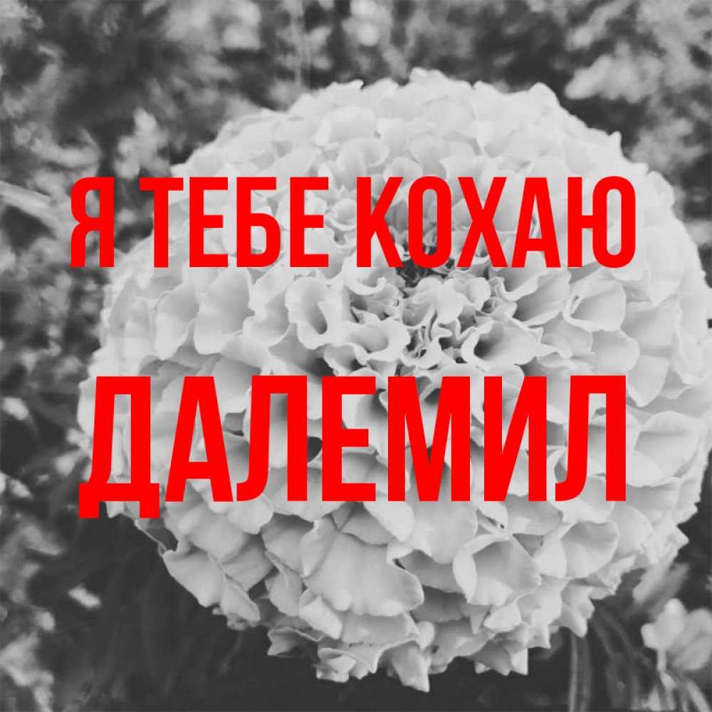 Открытка на каждый день з підписом, Далемил Я тебе кохаю подпись Прикольна листівка з побажанням онлайн скачати безкоштовно 