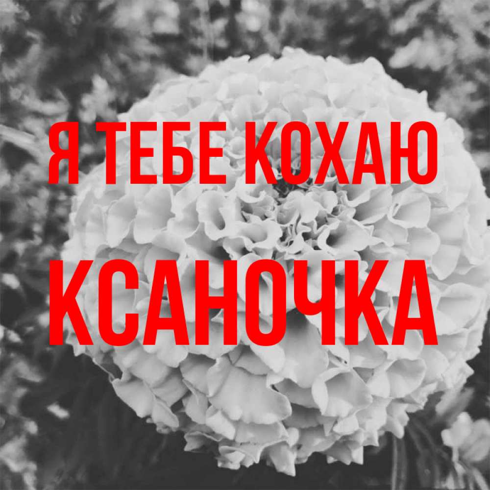 Открытка на каждый день з підписом, Ксаночка Я тебе кохаю подпись Прикольна листівка з побажанням онлайн скачати безкоштовно 