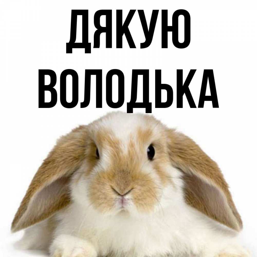 Открытка на каждый день з підписом, Володька Дякую коричнево белый заяц Прикольна листівка з побажанням онлайн скачати безкоштовно 