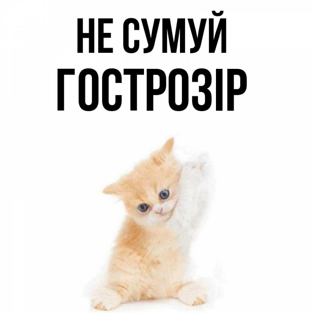 Открытка на каждый день з підписом, Гострозір Не сумуй просящий кот Прикольна листівка з побажанням онлайн скачати безкоштовно 