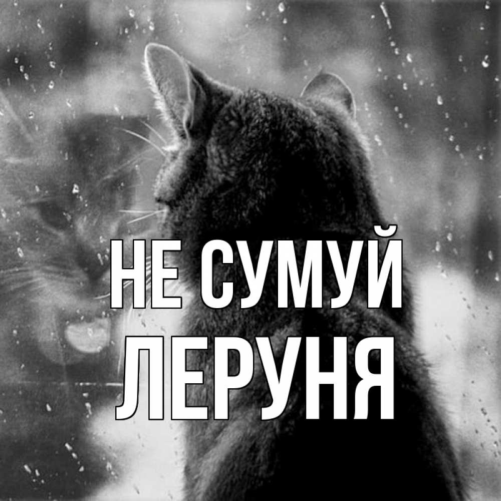 Открытка на каждый день з підписом, Леруня Не сумуй отражение кота 1 Прикольна листівка з побажанням онлайн скачати безкоштовно 