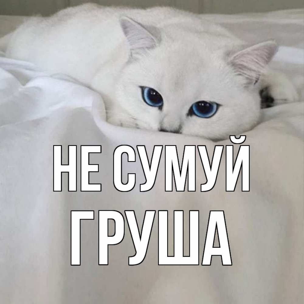 Открытка на каждый день з підписом, Груша Не сумуй белый кот с голубыми глазами на белоснежной кровати Прикольна листівка з побажанням онлайн скачати безкоштовно 