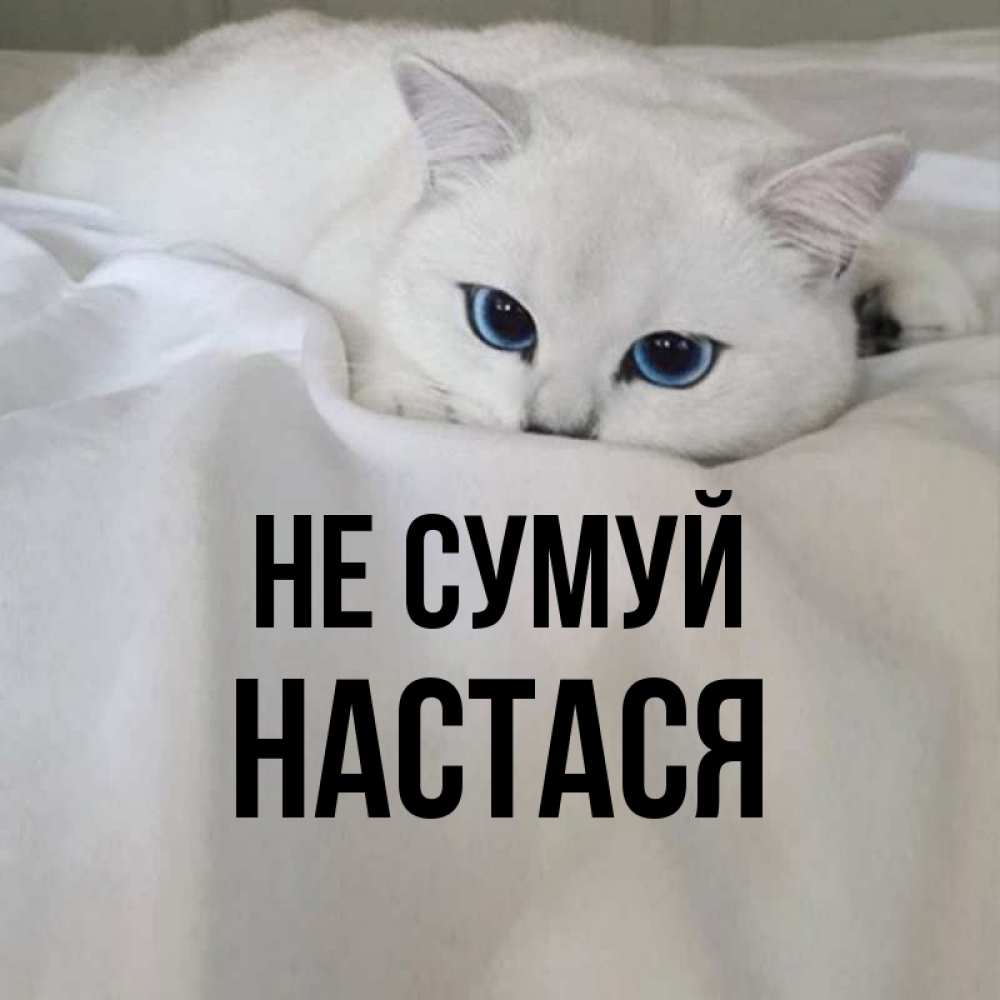 Открытка на каждый день з підписом, Настася Не сумуй Голубоглазая кошка Прикольна листівка з побажанням онлайн скачати безкоштовно 