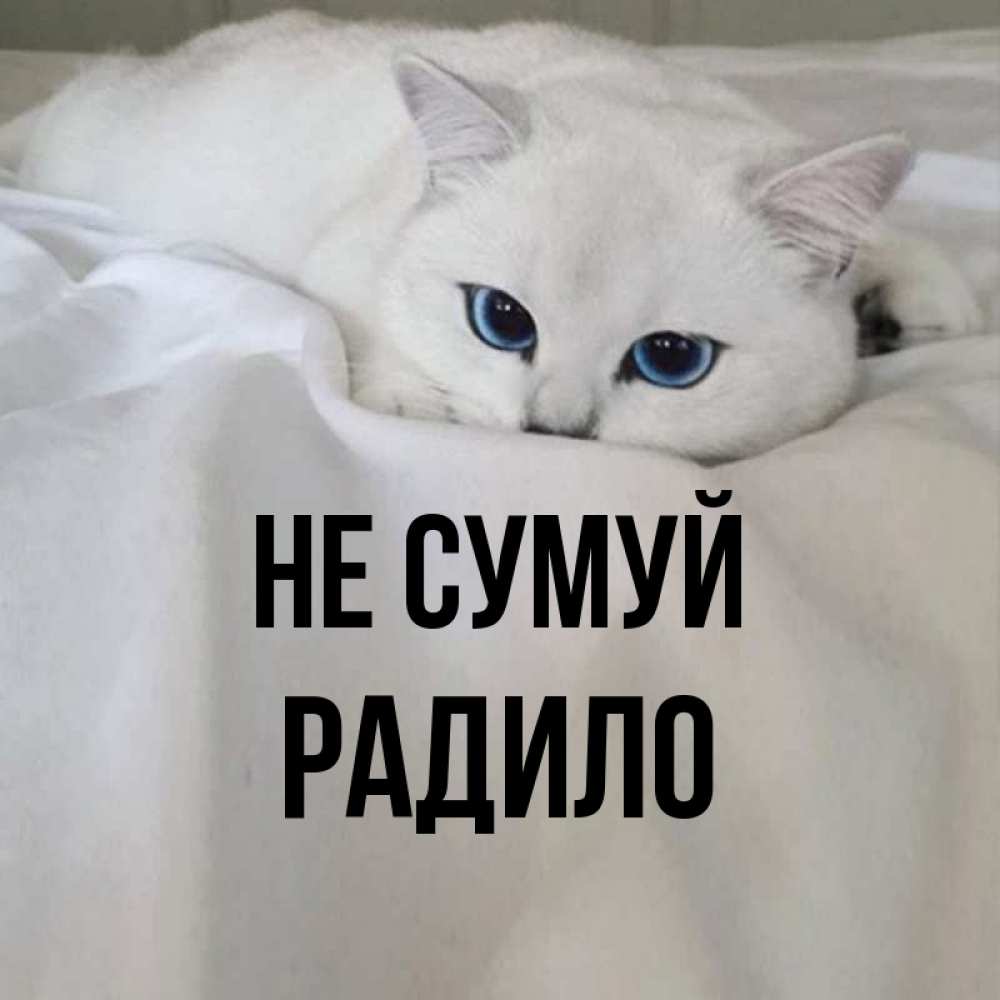 Открытка на каждый день з підписом, Радило Не сумуй Голубоглазая кошка Прикольна листівка з побажанням онлайн скачати безкоштовно 