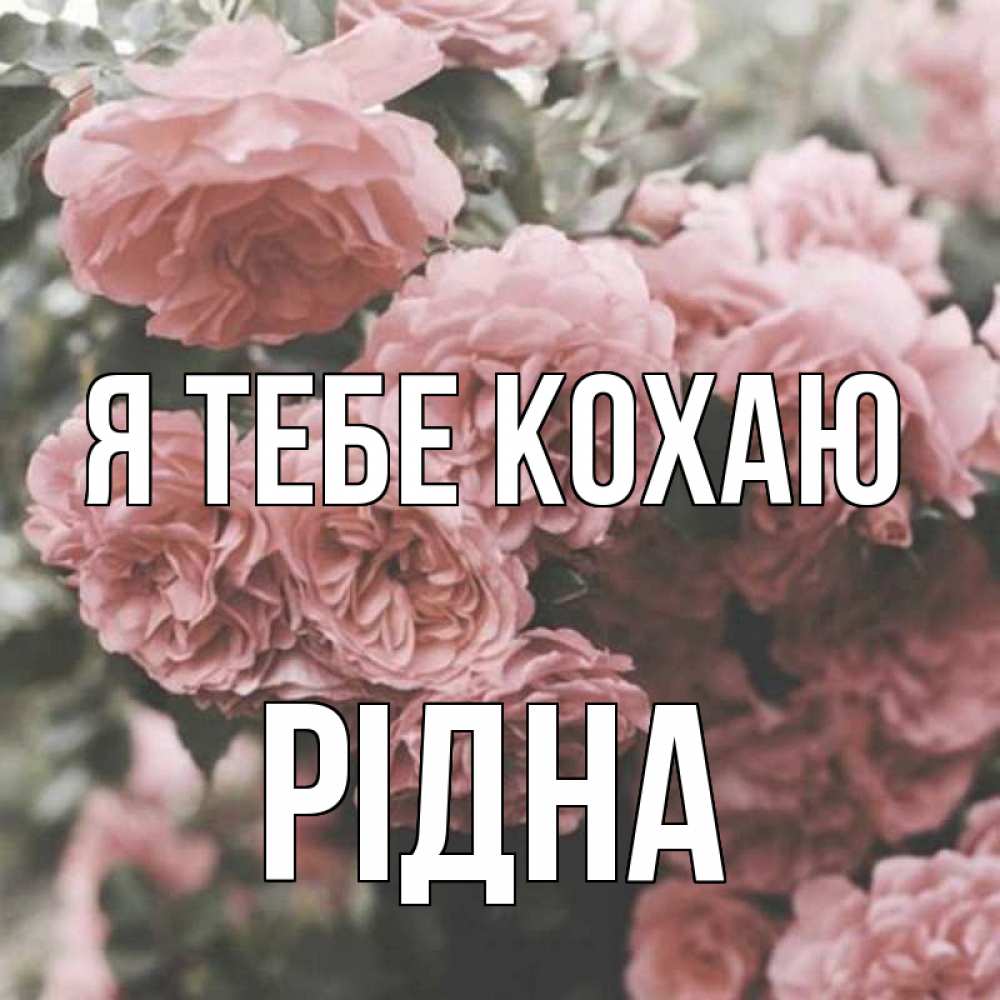 Открытка на каждый день з підписом, Рідна Я тебе кохаю розы 3 Прикольна листівка з побажанням онлайн скачати безкоштовно 