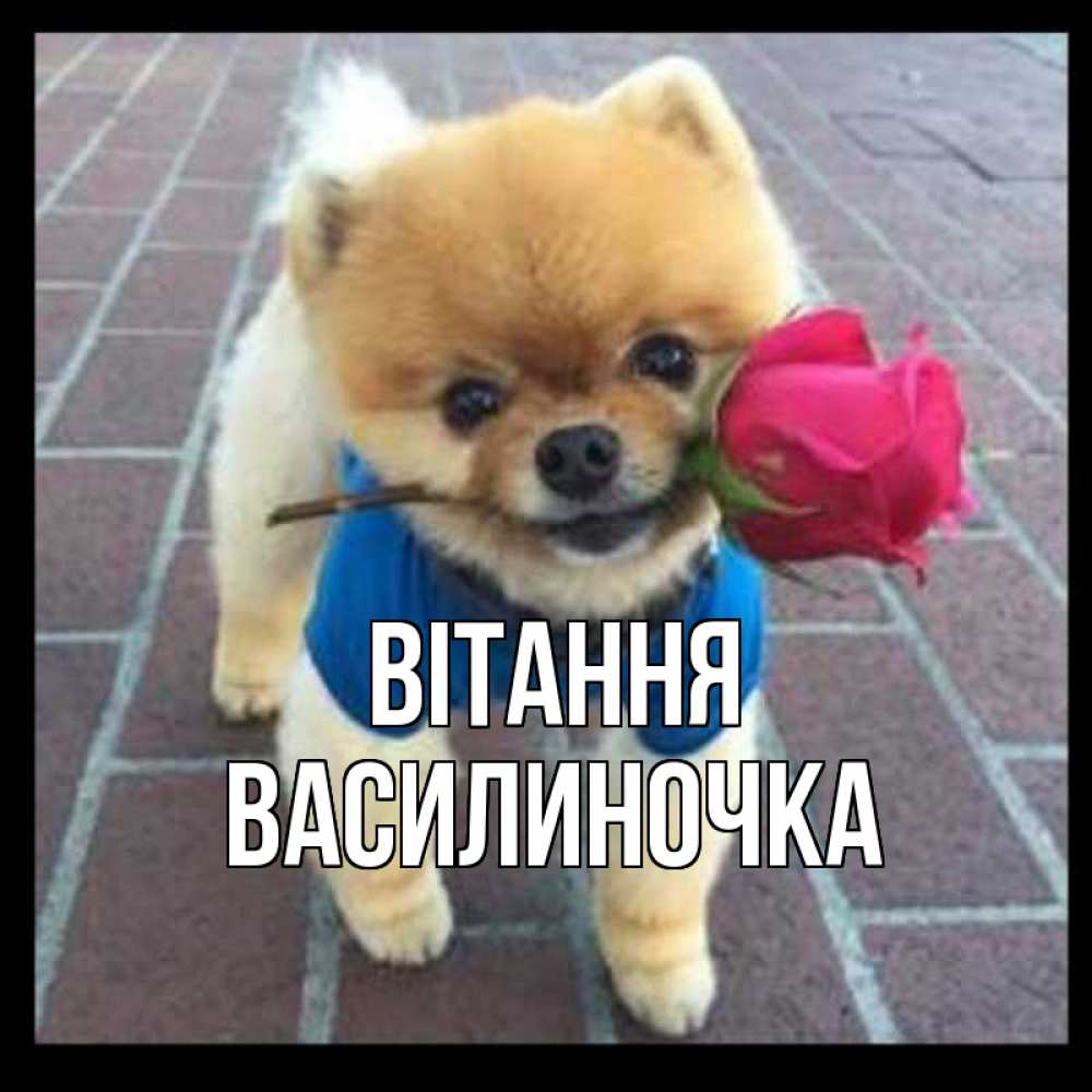 Открытка на каждый день з підписом, Василиночка Вітання роза в зубах у собаки Прикольна листівка з побажанням онлайн скачати безкоштовно 
