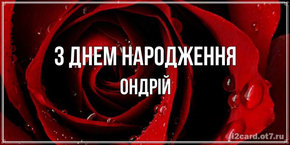 Открытка на каждый день з підписом, Ондрій З Днем народження крупная бордовая роза Прикольна листівка з побажанням онлайн скачати безкоштовно 