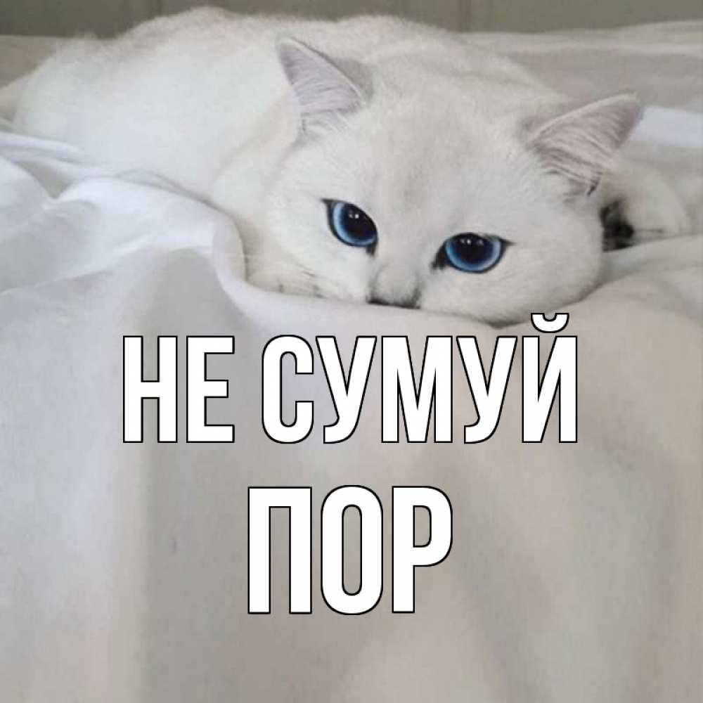 Открытка на каждый день з підписом, Пор Не сумуй белый кот с голубыми глазами на белоснежной кровати Прикольна листівка з побажанням онлайн скачати безкоштовно 