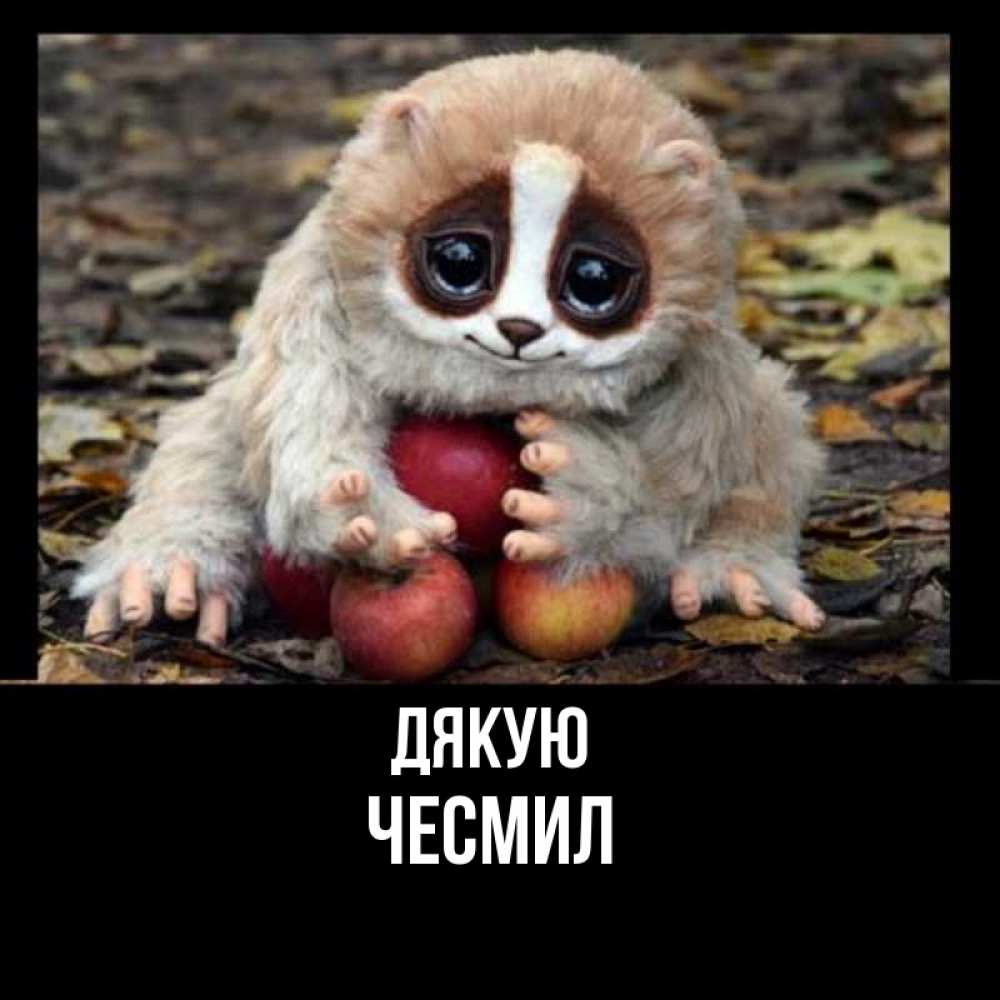 Открытка на каждый день з підписом, Чесмил Дякую прикольное животное Прикольна листівка з побажанням онлайн скачати безкоштовно 