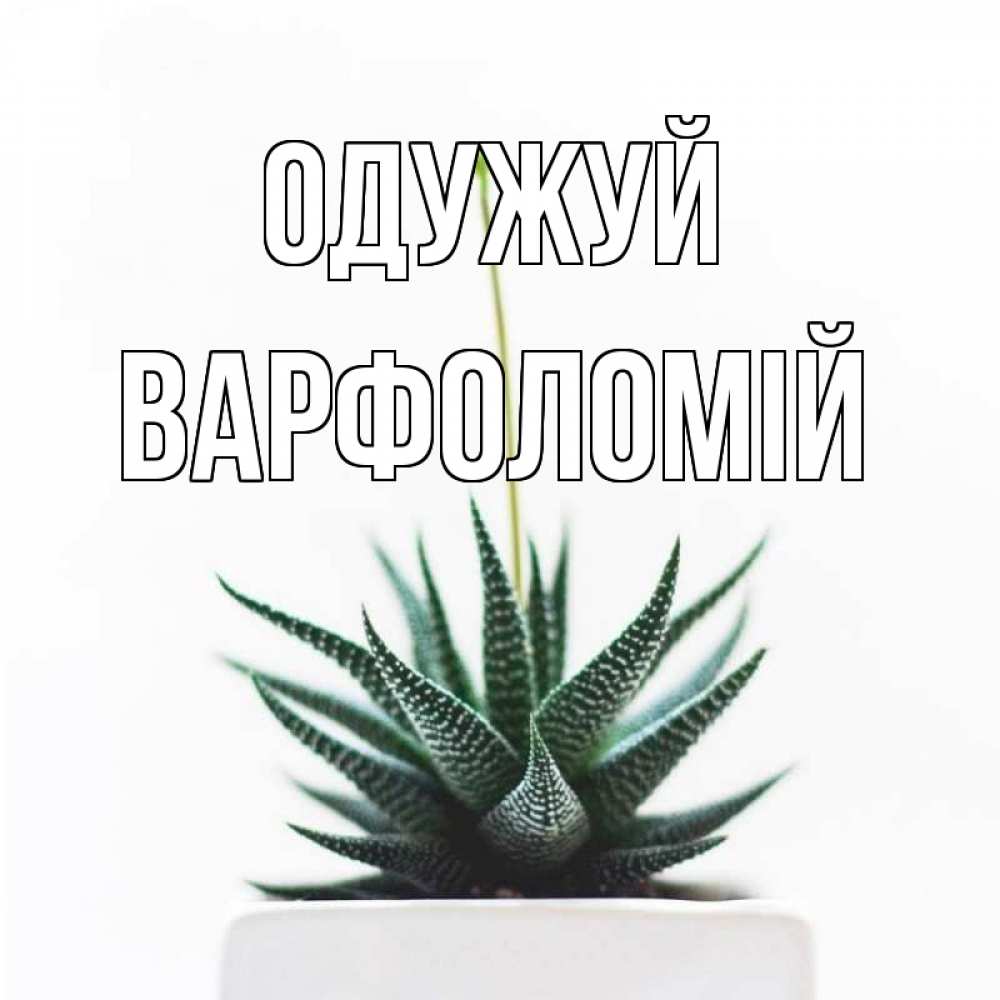 Открытка на каждый день з підписом, Варфоломій Одужуй короче это непонятная колючка Прикольна листівка з побажанням онлайн скачати безкоштовно 