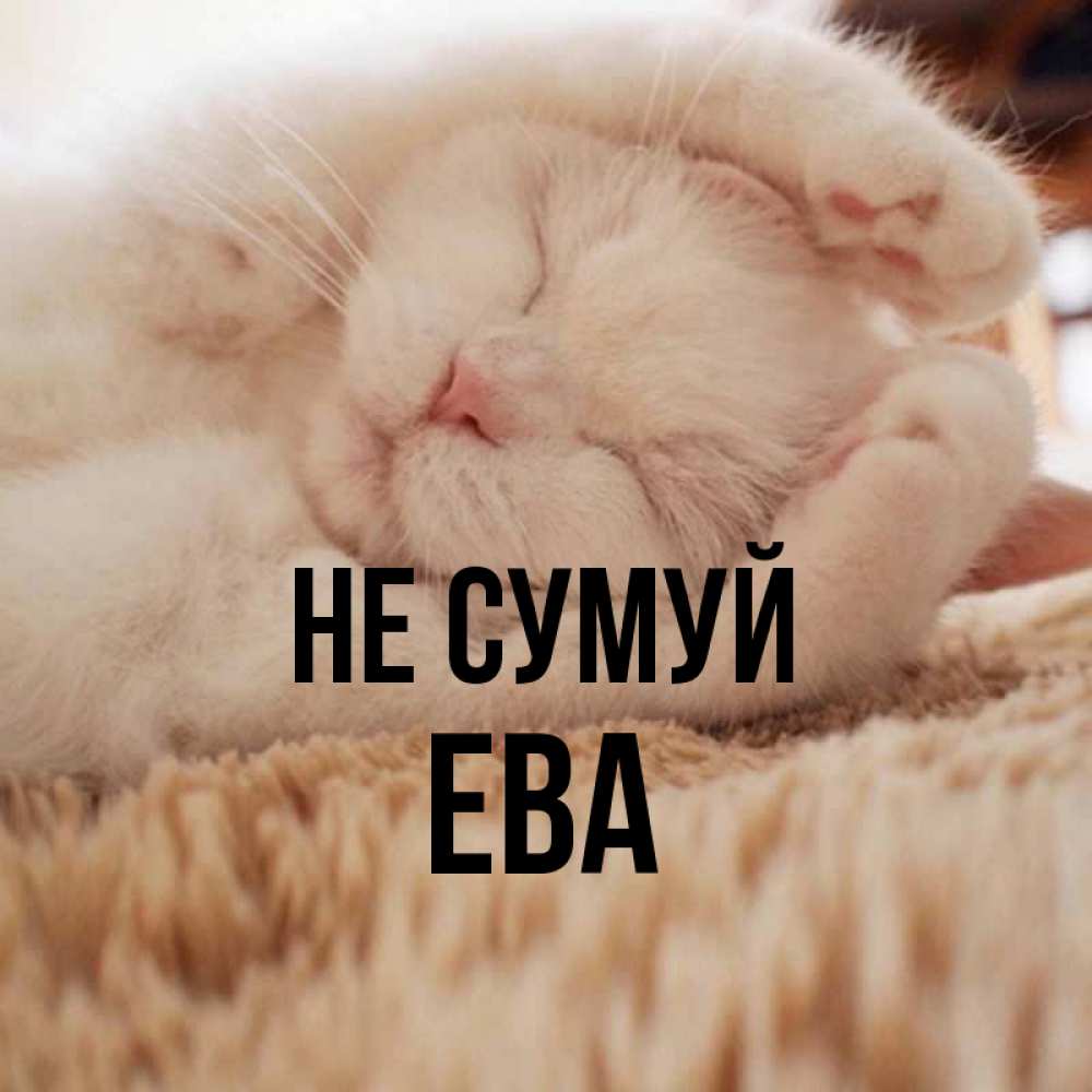 Открытка на каждый день з підписом, Ева Не сумуй Котенок спит Прикольна листівка з побажанням онлайн скачати безкоштовно 