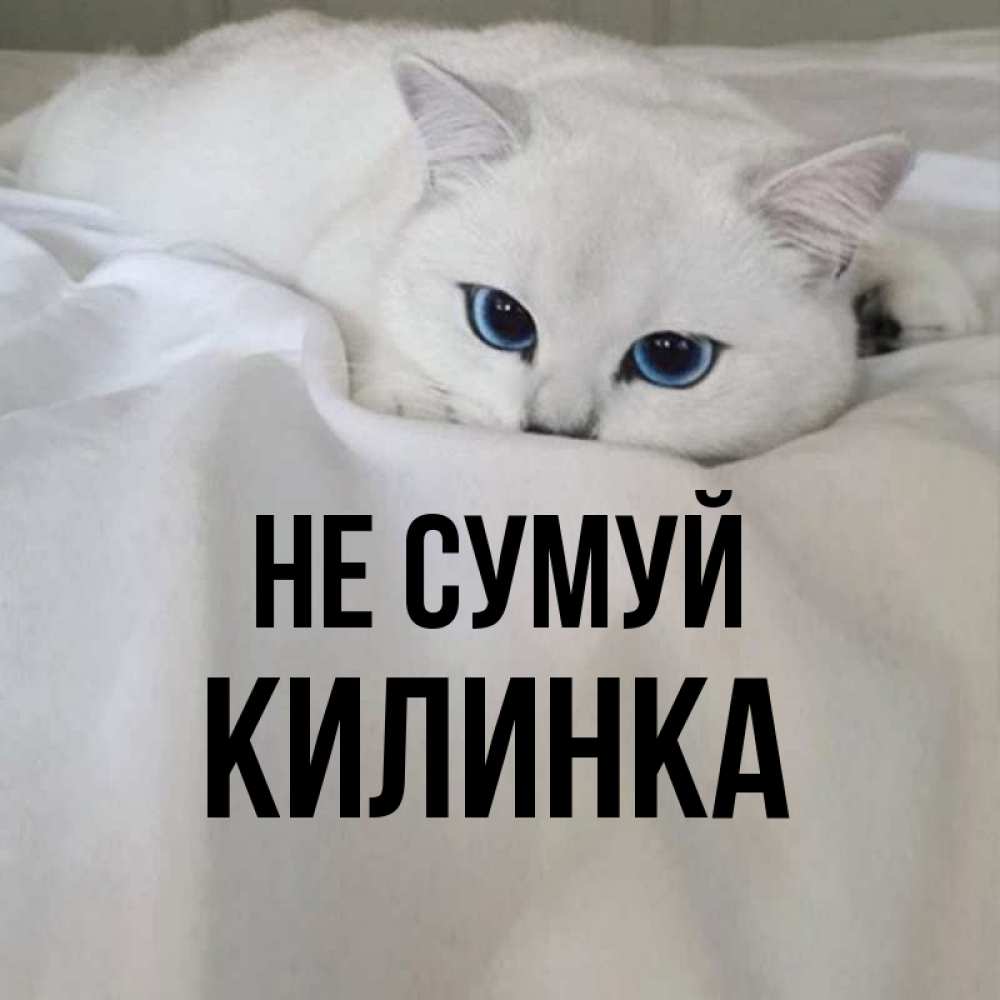 Открытка на каждый день з підписом, Килинка Не сумуй Голубоглазая кошка Прикольна листівка з побажанням онлайн скачати безкоштовно 
