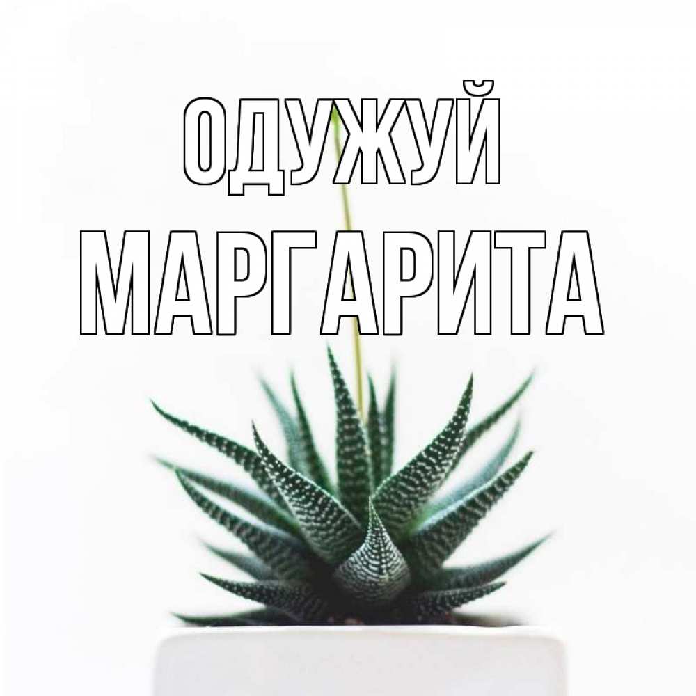 Открытка на каждый день з підписом, Маргарита Одужуй короче это непонятная колючка Прикольна листівка з побажанням онлайн скачати безкоштовно 