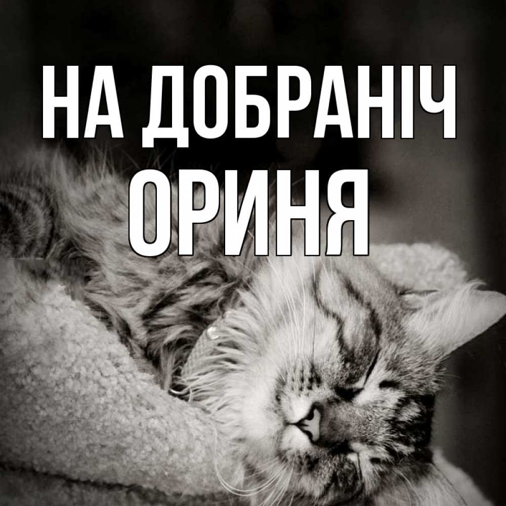 Открытка на каждый день з підписом, Ориня На добраніч котярик пушистый Прикольна листівка з побажанням онлайн скачати безкоштовно 