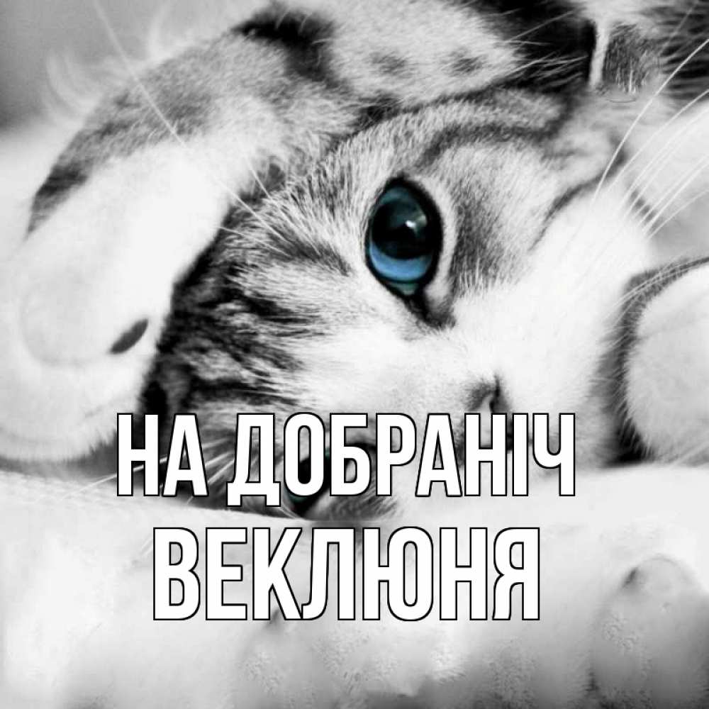 Открытка на каждый день з підписом, Веклюня На добраніч кот устал Прикольна листівка з побажанням онлайн скачати безкоштовно 