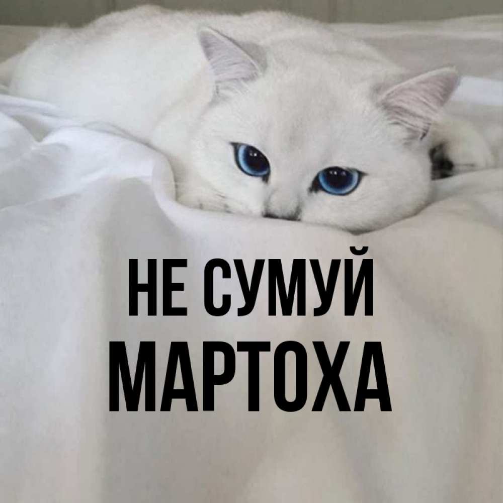 Открытка на каждый день з підписом, Мартоха Не сумуй Голубоглазая кошка Прикольна листівка з побажанням онлайн скачати безкоштовно 