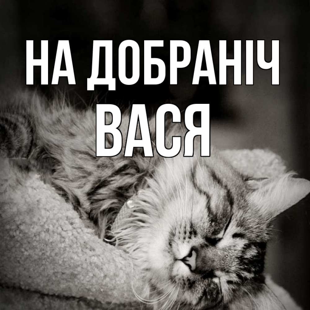 Открытка на каждый день з підписом, Вася На добраніч котярик пушистый Прикольна листівка з побажанням онлайн скачати безкоштовно 