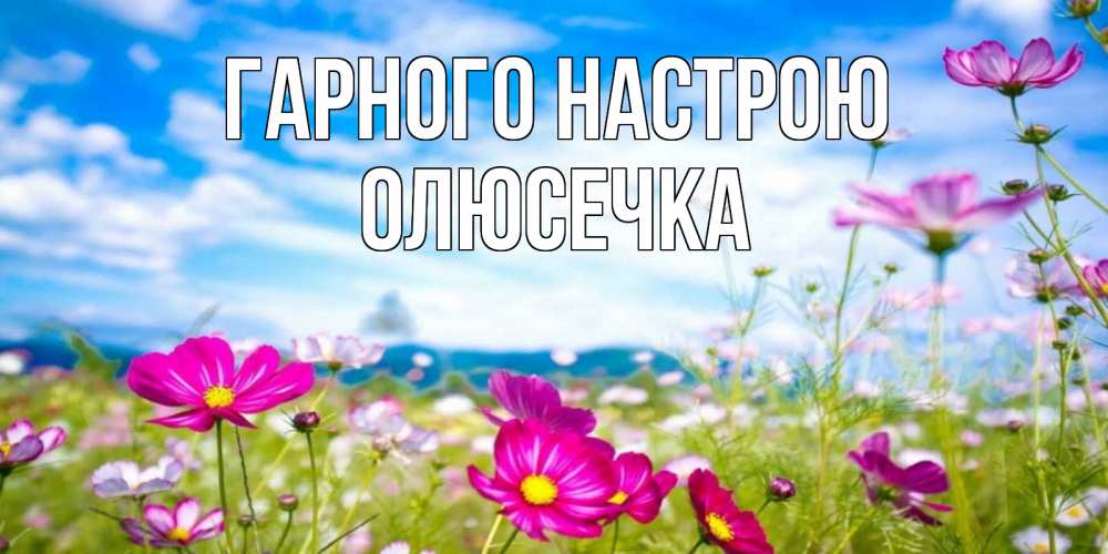 Открытка на каждый день з підписом, Олюсечка Гарного настрою поле цветов Прикольна листівка з побажанням онлайн скачати безкоштовно 