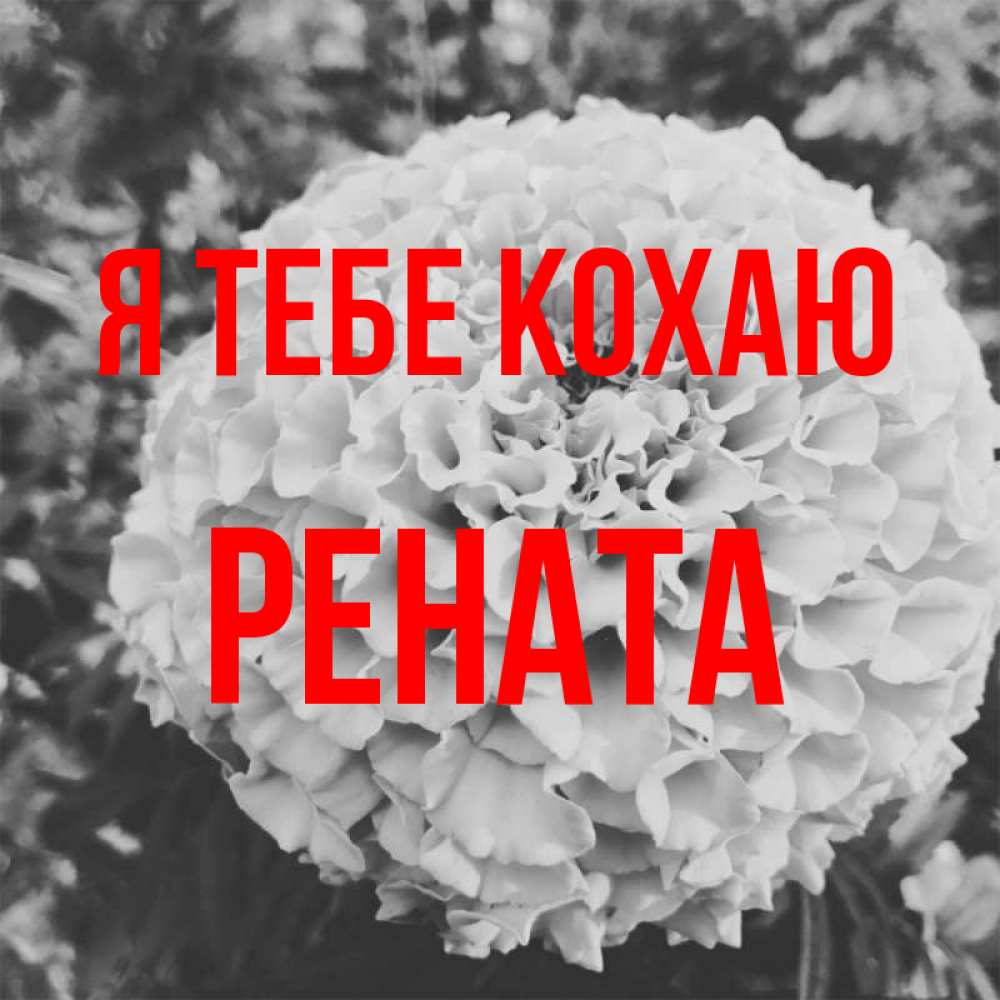 Открытка на каждый день з підписом, Рената Я тебе кохаю подпись Прикольна листівка з побажанням онлайн скачати безкоштовно 