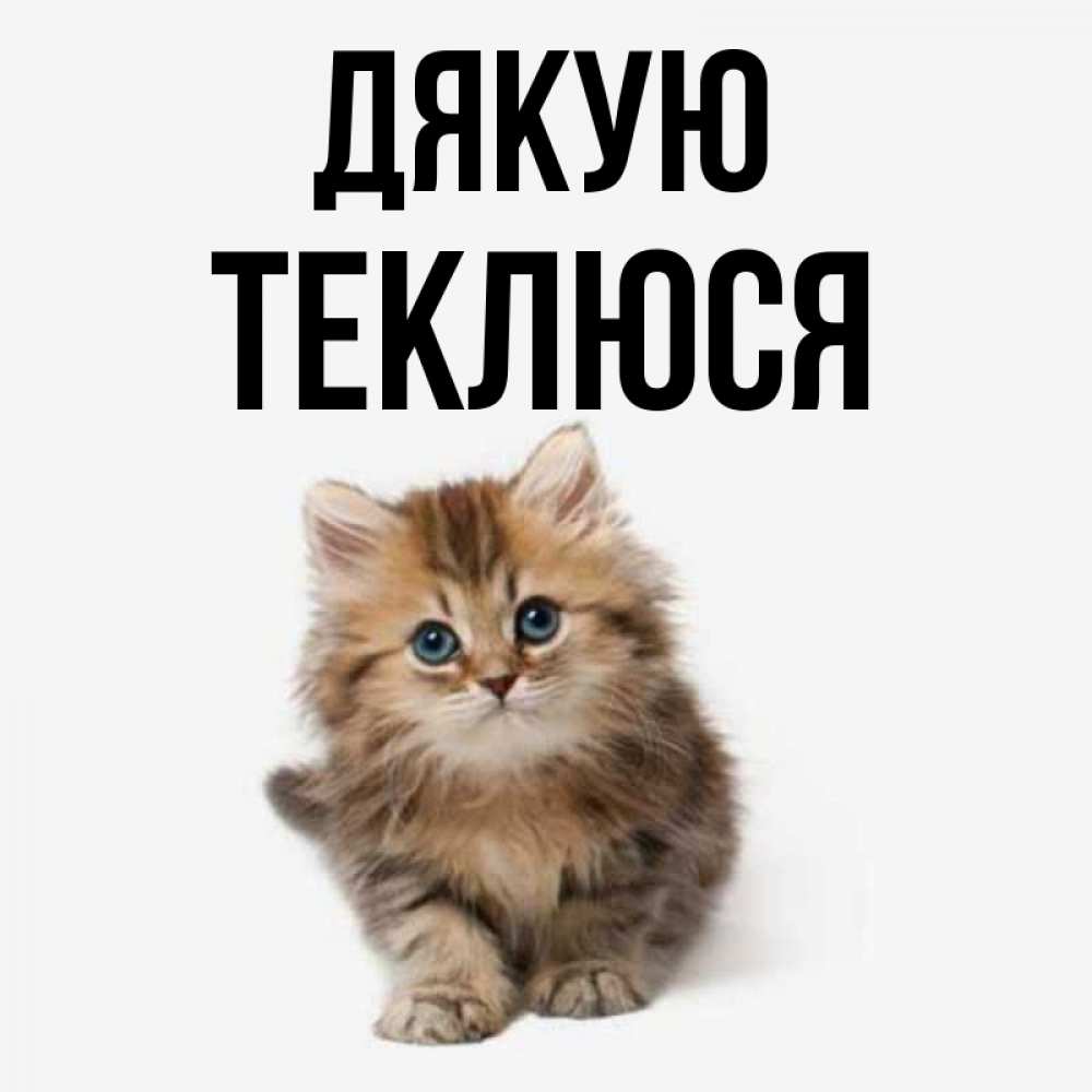 Открытка на каждый день з підписом, Теклюся Дякую пушистый котик Прикольна листівка з побажанням онлайн скачати безкоштовно 