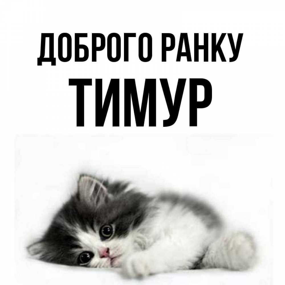 Открытка на каждый день з підписом, Тимур Доброго ранку кот лапки Прикольна листівка з побажанням онлайн скачати безкоштовно 
