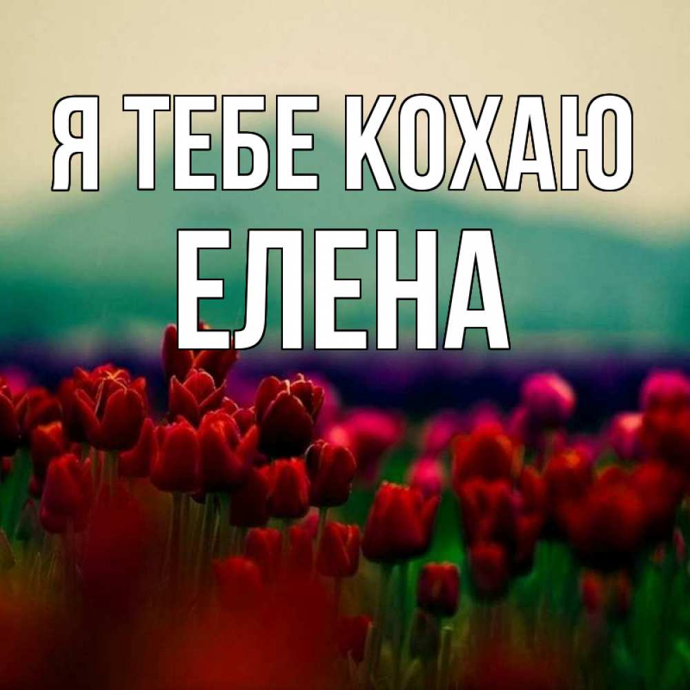 Открытка на каждый день з підписом, Елена Я тебе кохаю тюльпаны 4 Прикольна листівка з побажанням онлайн скачати безкоштовно 