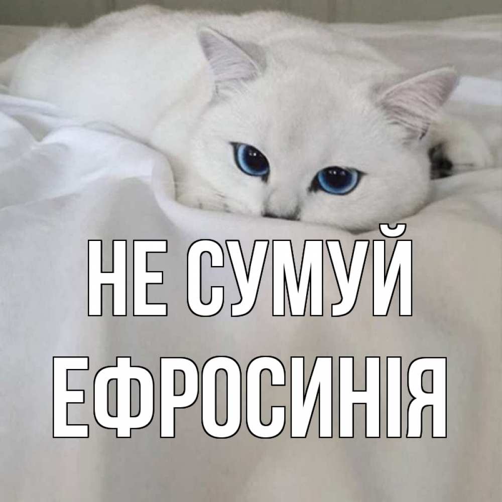 Открытка на каждый день з підписом, Ефросинія Не сумуй белый кот с голубыми глазами на белоснежной кровати Прикольна листівка з побажанням онлайн скачати безкоштовно 