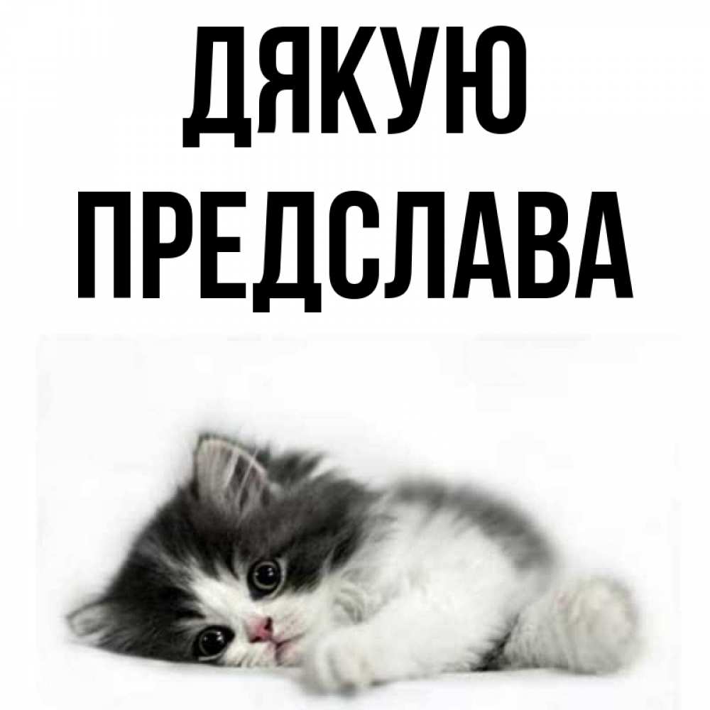 Открытка на каждый день з підписом, Предслава Дякую черный и белый кот Прикольна листівка з побажанням онлайн скачати безкоштовно 