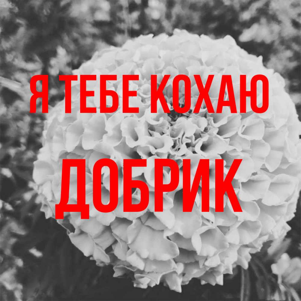Открытка на каждый день з підписом, Добрик Я тебе кохаю подпись Прикольна листівка з побажанням онлайн скачати безкоштовно 