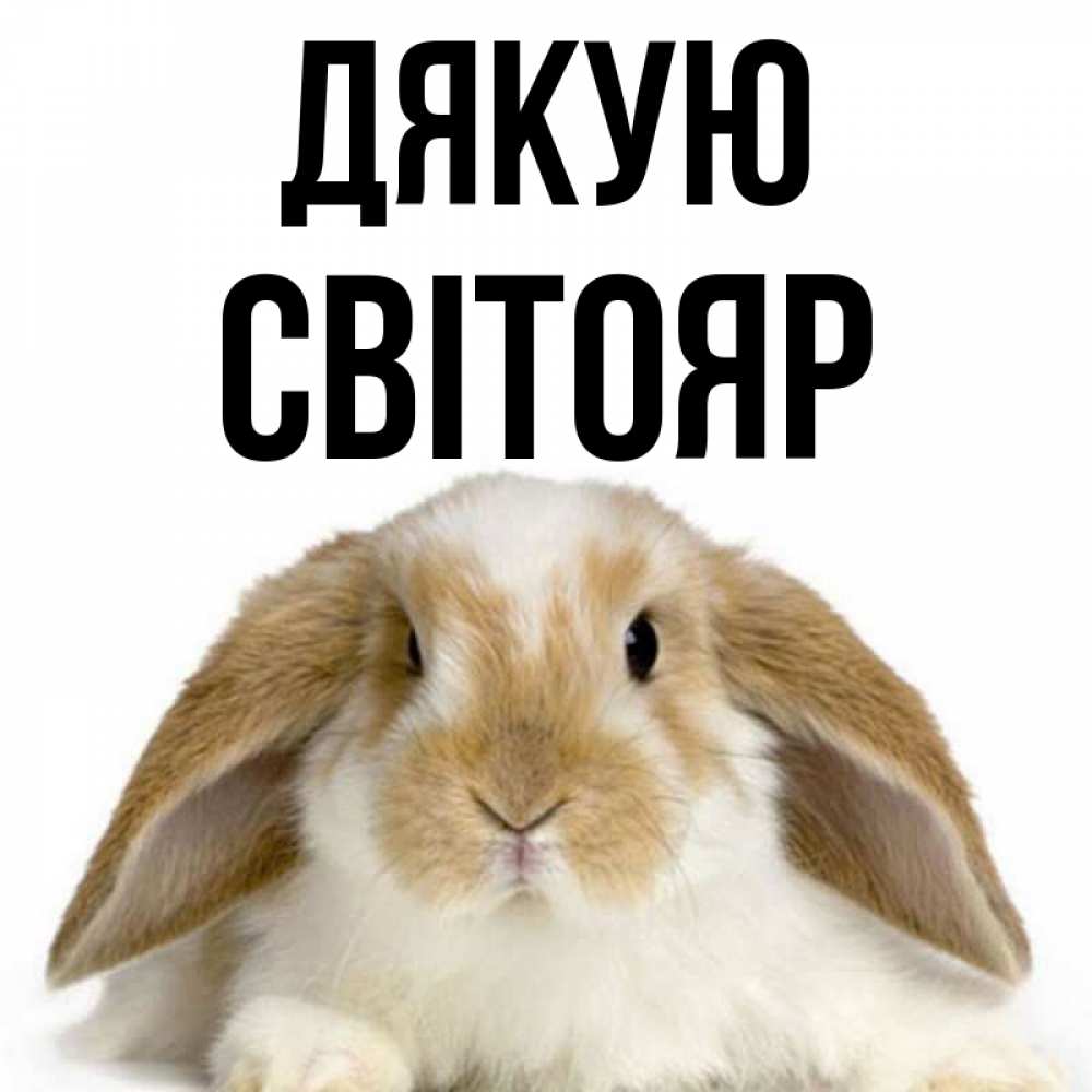 Открытка на каждый день з підписом, Світояр Дякую коричнево белый заяц Прикольна листівка з побажанням онлайн скачати безкоштовно 
