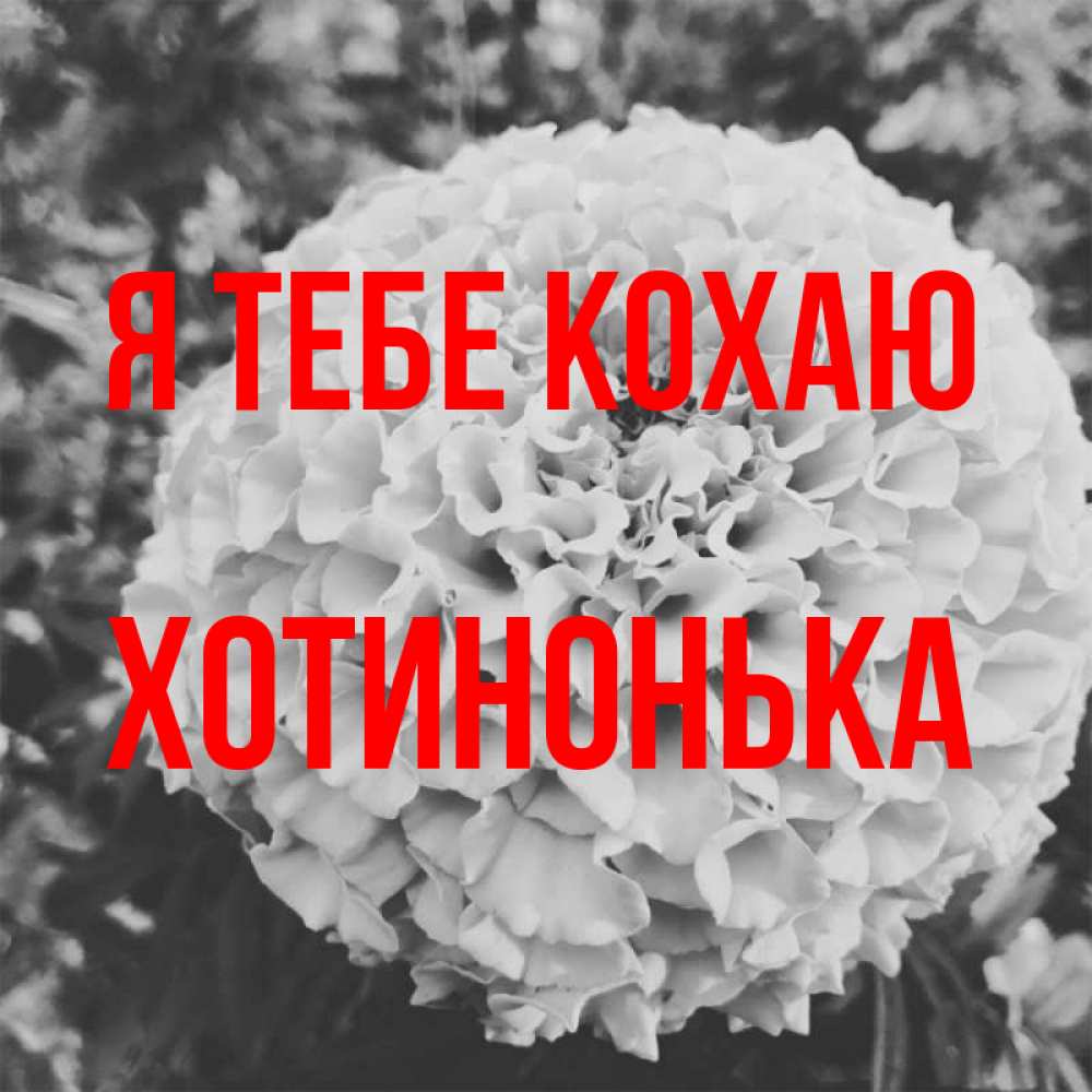 Открытка на каждый день з підписом, Хотинонька Я тебе кохаю подпись Прикольна листівка з побажанням онлайн скачати безкоштовно 