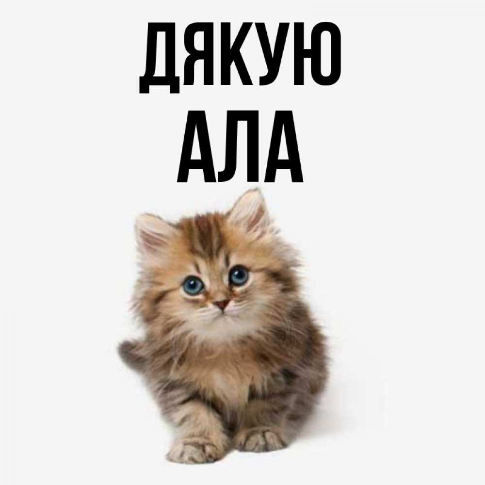 Открытка на каждый день з підписом, Ала Дякую пушистый котик Прикольна листівка з побажанням онлайн скачати безкоштовно 