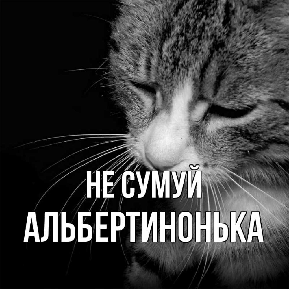Открытка на каждый день з підписом, Альбертинонька Не сумуй грустный котик Прикольна листівка з побажанням онлайн скачати безкоштовно 